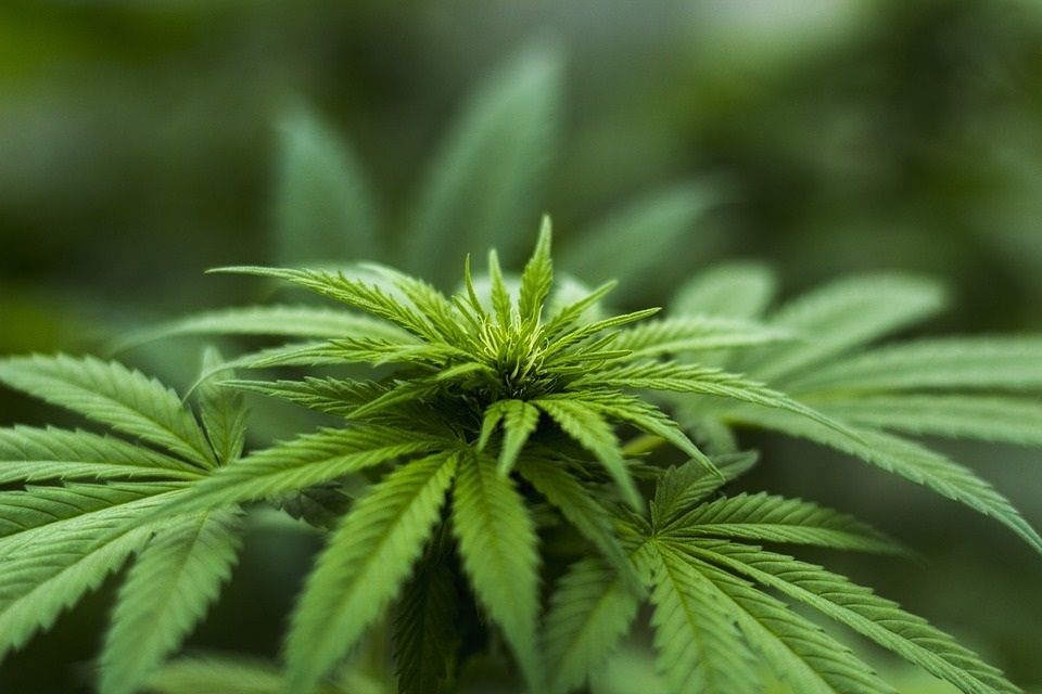 Cycle de vie de la plante de cannabis | So Busy Girls
