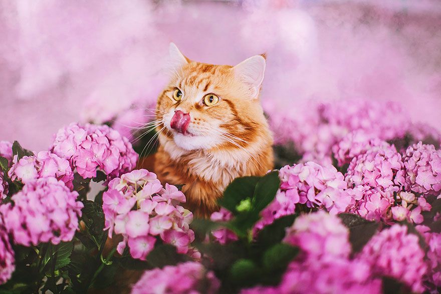 Découvrez Ginger, le chat roux tellement magnifique qu'il a son photographe personnel | So Busy Girls