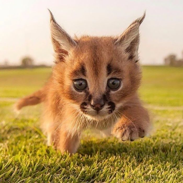 Ces 10 bébés caracals sont tellement mignons qu'ils vont vous faire fondre ! | So Busy Girls