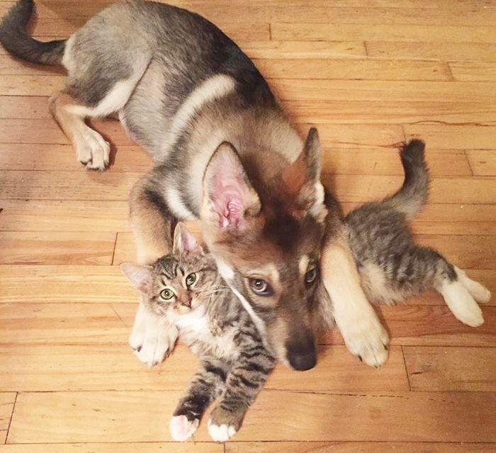 Ce husky a adopté ce chat dans un refuge et depuis, ils sont inséparables ! | So Busy Girls