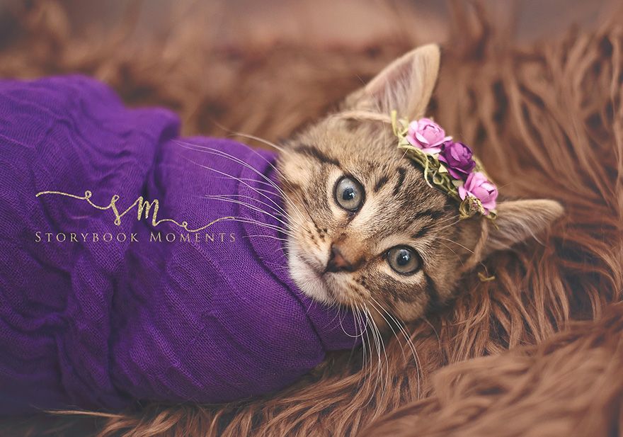 Cette petite fille avait envie d'un shooting photo pour son chaton : voilà le résultat, et c'est adorable ! | So Busy Girls