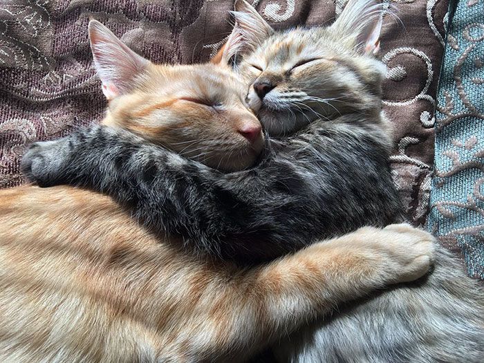 Ces 2 chatons adoptés sont inséparables et ne peuvent pas s'empêcher de le montrer ! | So Busy Girls