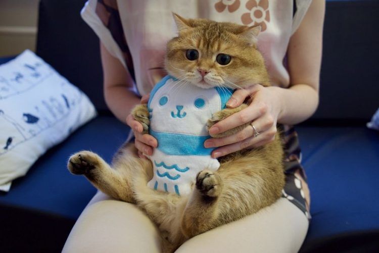 Découvrez Hosico, le Chat botté en chair et en os ! | So Busy Girls