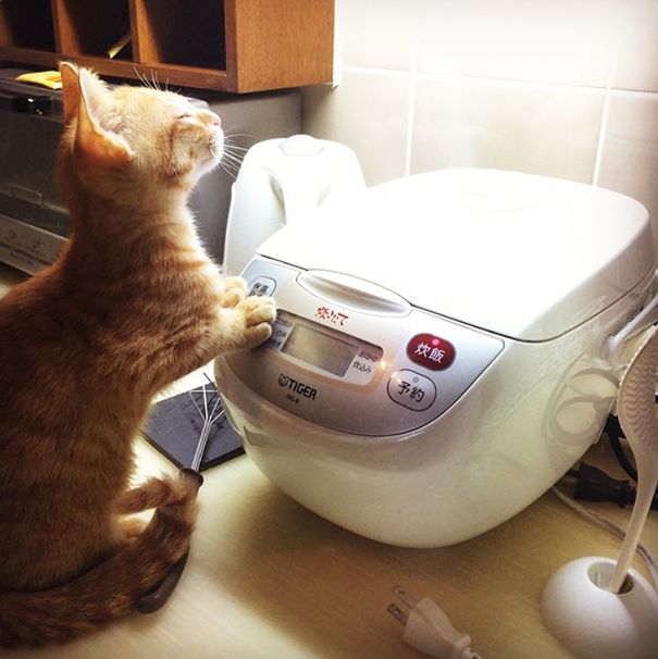30 chats qui adorent la chaleur | So Busy Girls