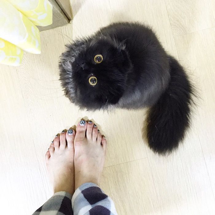 Impossible de ne pas craquer pour Gimo, le chat aux yeux immenses et trop mignons | So Busy Girls