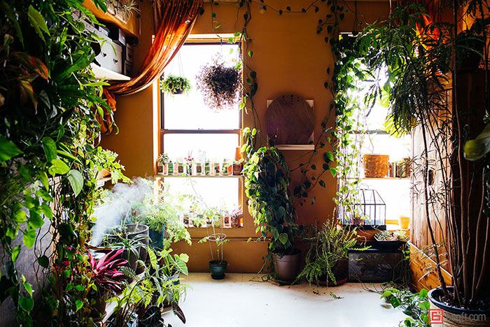 Cette jeune femme a planté plus de 500 plantes dans son appartement new-yorkais et l'a transformé en vrai jungle d'intérieur | So Busy Girls