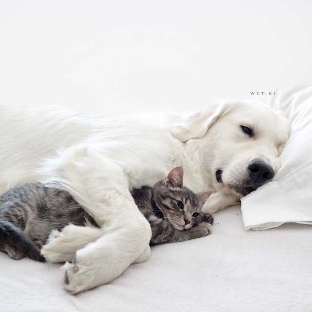 Ces 2 chiens et ce chat sont inséparables et ne se quittent jamais | So Busy Girls