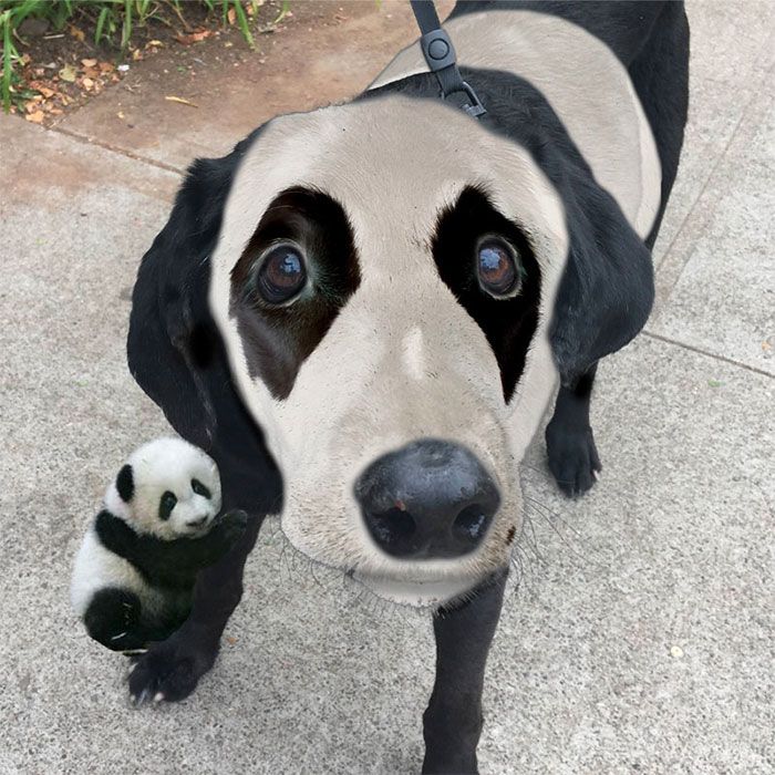 Chien Panda | So Busy Girls