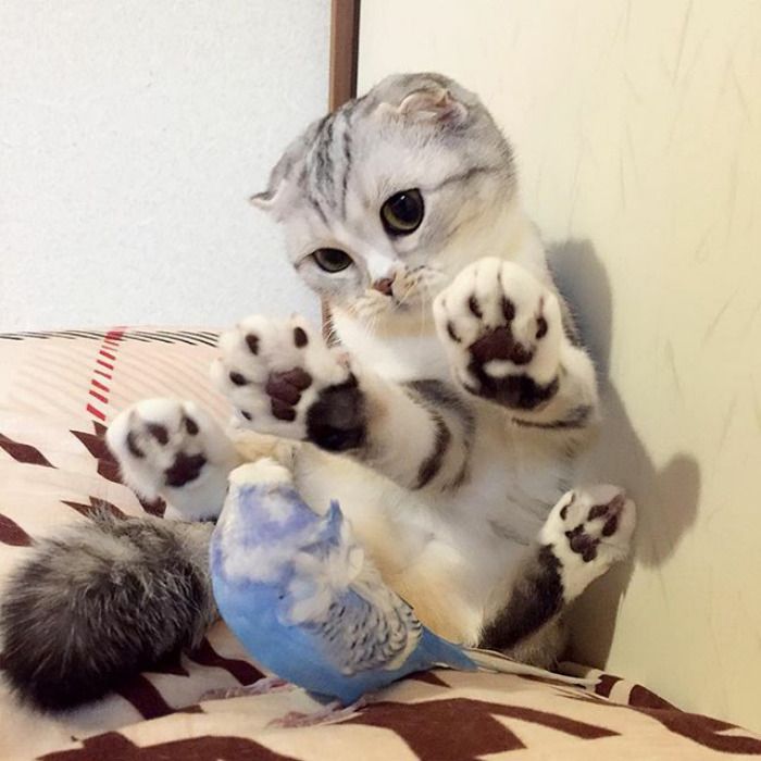 Découvrez Hana, le chat aux grands yeux ronds qui fait fondre le coeur des Instagramers | So Busy Girls