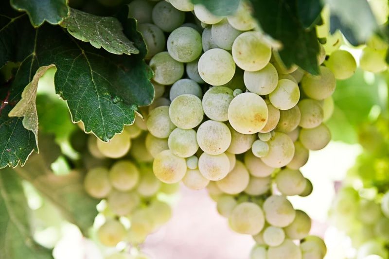 Raisin : tous ses bienfaits et comment le consommer | So Busy Girls