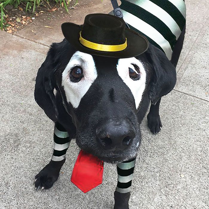 Ce labrador noir atteint de vitiligo devient peu à peu blanc, regardez comment les internautes répondent ! | So Busy Girls