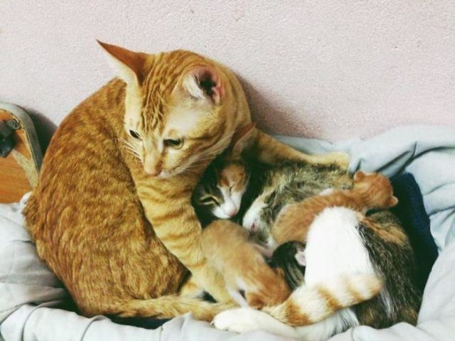 Papa chat soutient cette maman chatte qui accouche et l'inonde de câlins | So Busy Girls