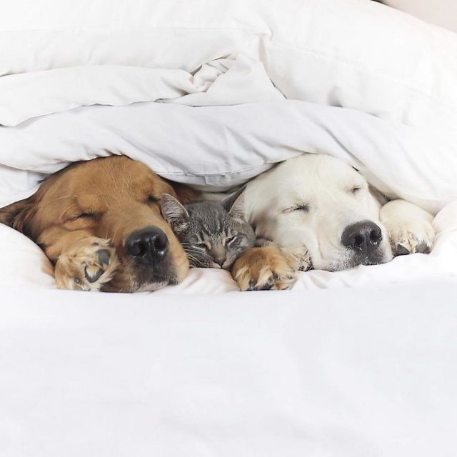 Ces 2 chiens et ce chat sont inséparables et ne se quittent jamais | So Busy Girls