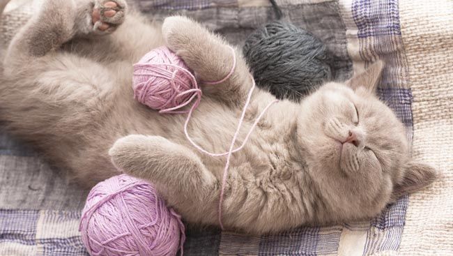 NE LAISSEZ PAS VOTRE CHAT JOUER AVEC DES PELOTES DE LAINE, DES LACETS, DE LA FICELLE | So Busy Girls