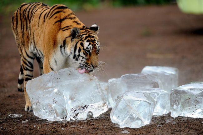 Un tigre qui adore lécher la glace | So Busy Girls
