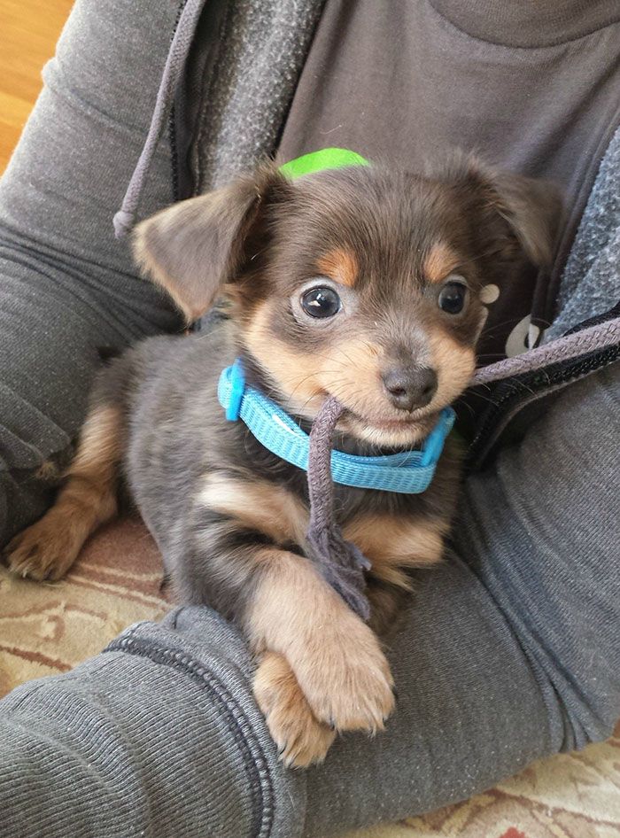Ces 16 photos de chiens qui viennent de se faire adopter vont vous donner envie d'en recueillir un vous aussi ! | So Busy Girls