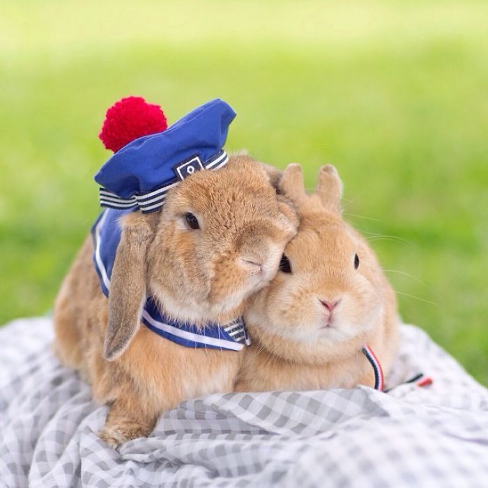 Découvrez PuiPui, le lapin le plus stylé du monde ! | So Busy Girls