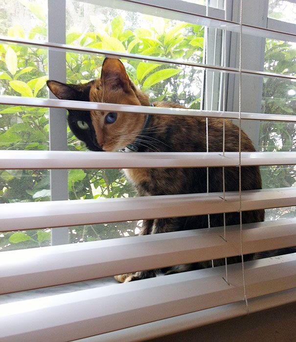 Découvrez Venus, le chat aux 2 visages | So Busy Girls