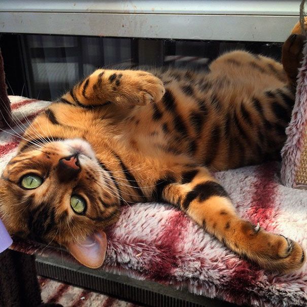 Découvrez Thor, le chat du Bengale qui a le plus beau pelage qui soit | So Busy Girls