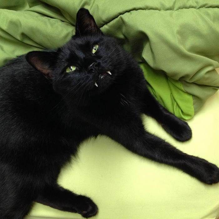 Découvrez Monkey, le chat noir aux vraies dents de vampire ! | So Busy Girls