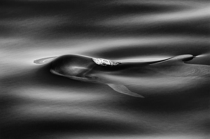 Ce photographe a passé 25 ans à montrer la beauté majestueuse des dauphins et des baleines | So Busy Girls
