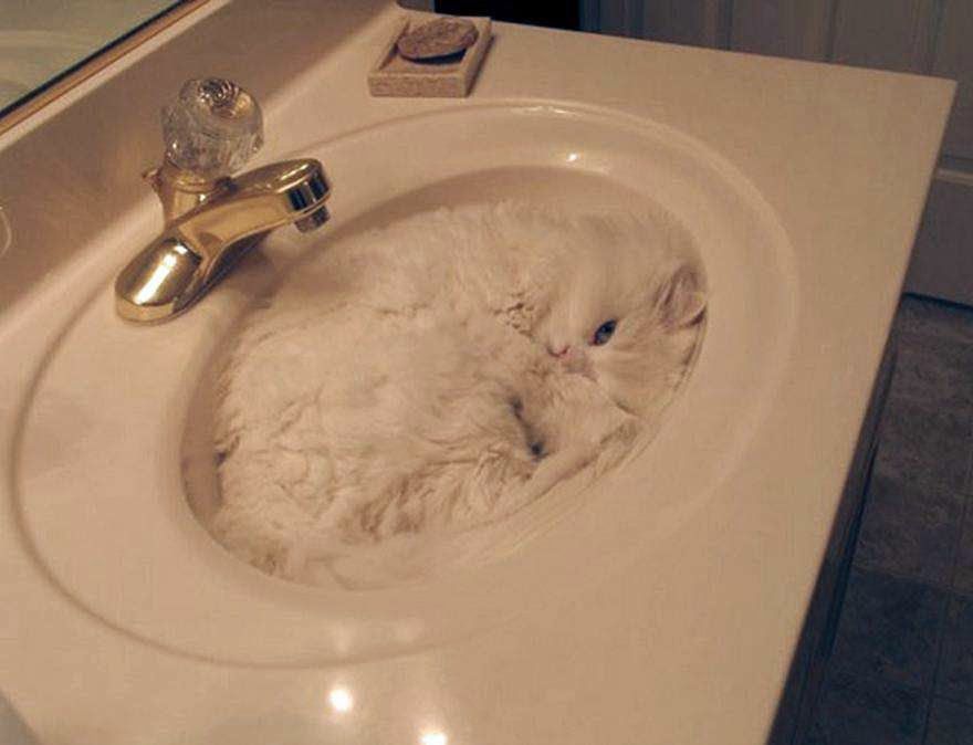 18 animaux persuadés qu’ils sont parfaitement bien cachés | So Busy Girls