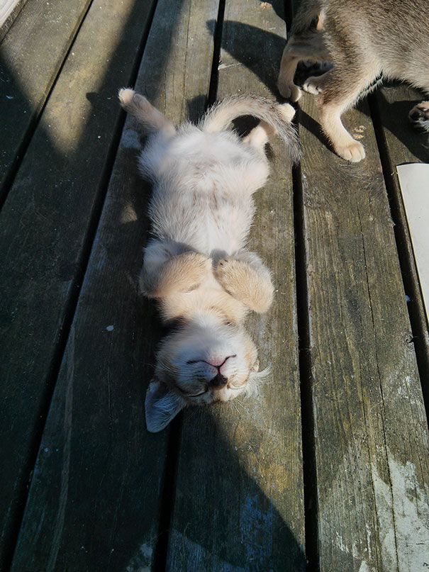30 chats qui adorent la chaleur | So Busy Girls