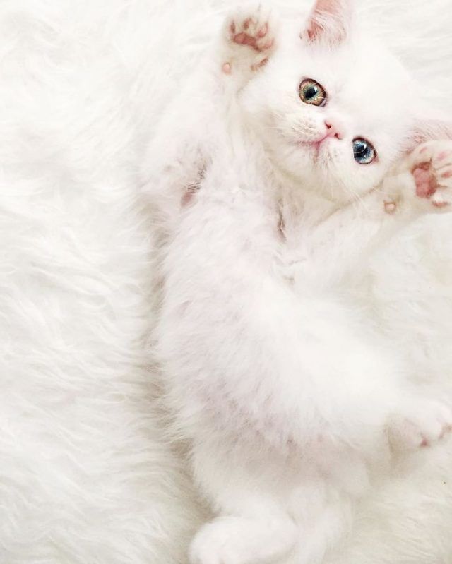 Découvrez Pam Pam, un tout petit chaton avec des yeux vairons qui vous hypnotiseront | So Busy Girls
