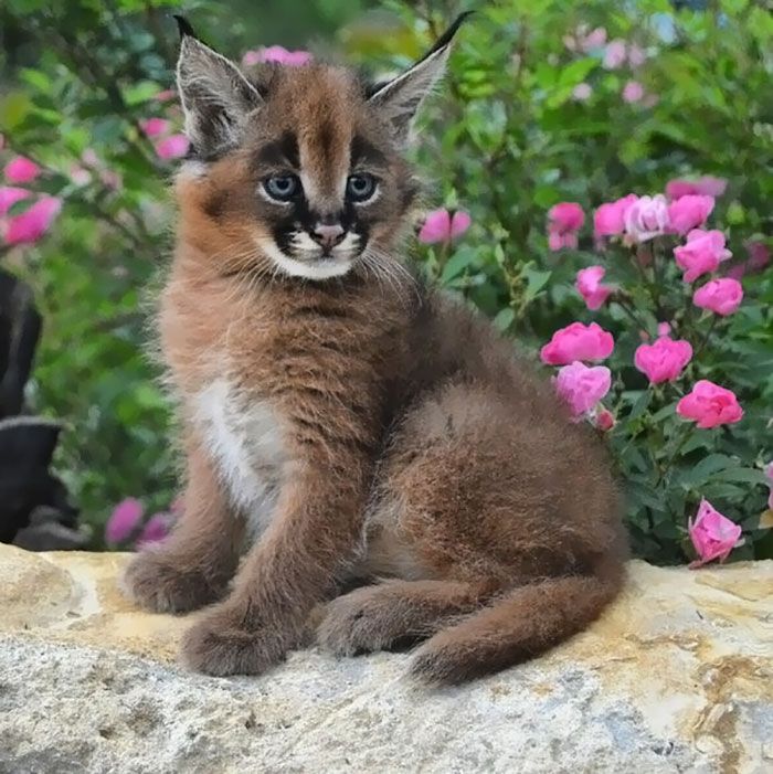 Ces 10 bébés caracals sont tellement mignons qu'ils vont vous faire fondre ! | So Busy Girls