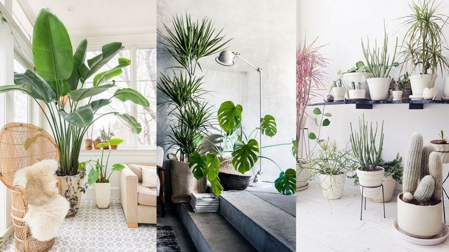 5 bienfaits insoupçonnés des plantes pour la santé | So Busy Girls