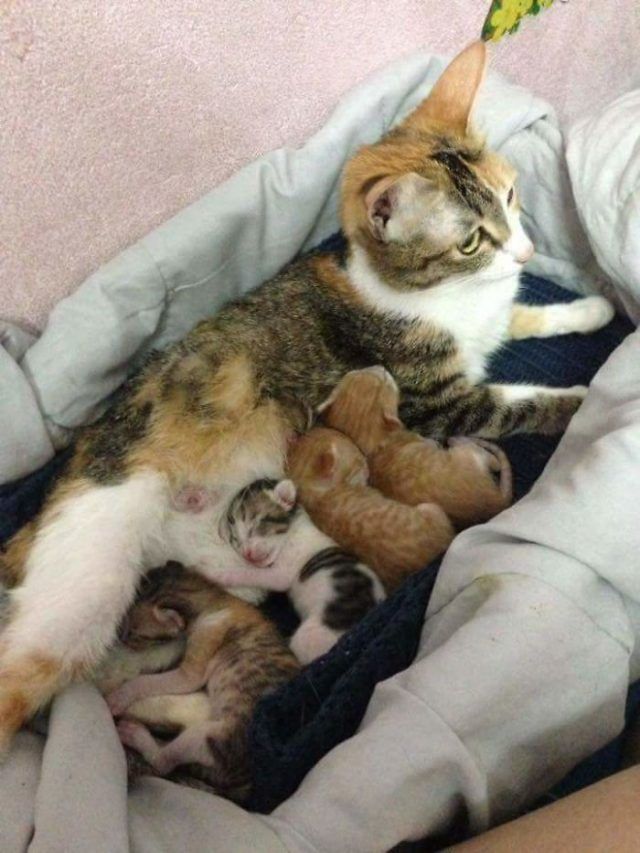 Papa chat soutient cette maman chatte qui accouche et l'inonde de câlins | So Busy Girls
