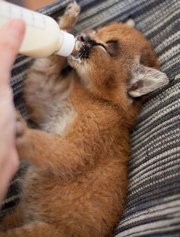 Ces 10 bébés caracals sont tellement mignons qu'ils vont vous faire fondre ! | So Busy Girls