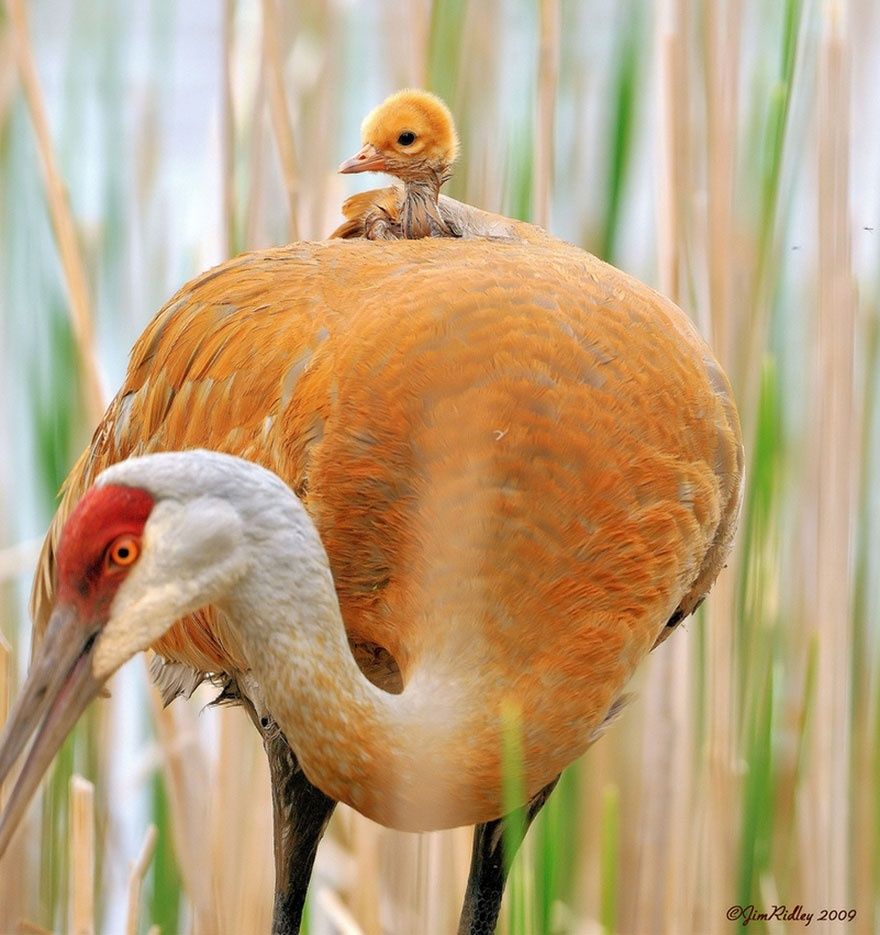 17 animaux adorables qui pourront toujours compter sur l'amour de leur mère | So Busy Girls
