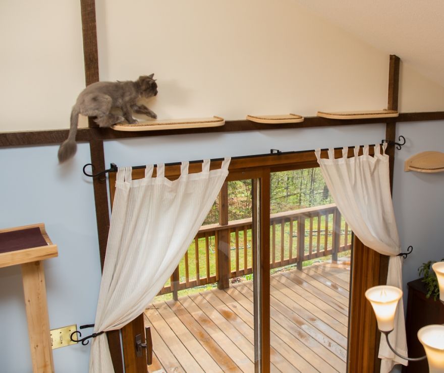 Il transforme une maison pour faire le bonheur de 7 chats | So Busy Girls