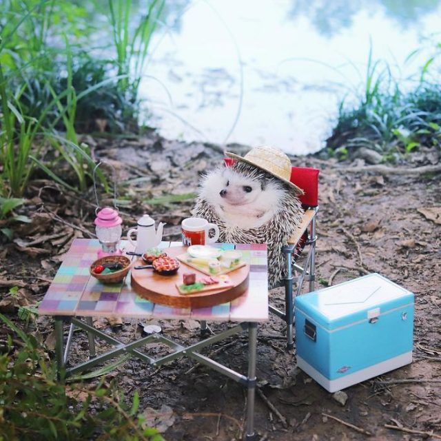 Ce tout petit hérisson part en camping, et vous allez adorer voir ses photos de vacances | So Busy Girls