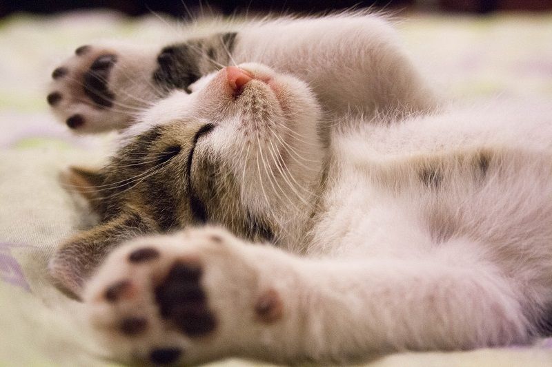 Voici les plus beaux chats du monde selon la science | So Busy Girls