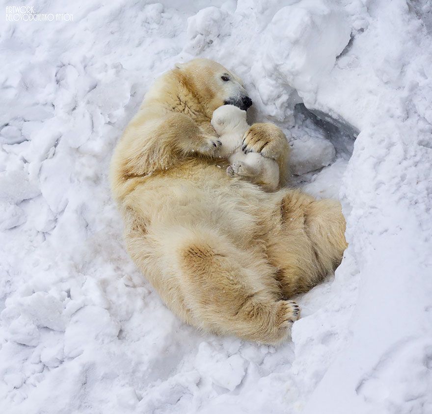 Ces mamans ourses et leur ourson sont vraiment trop mignons ! | So Busy Girls