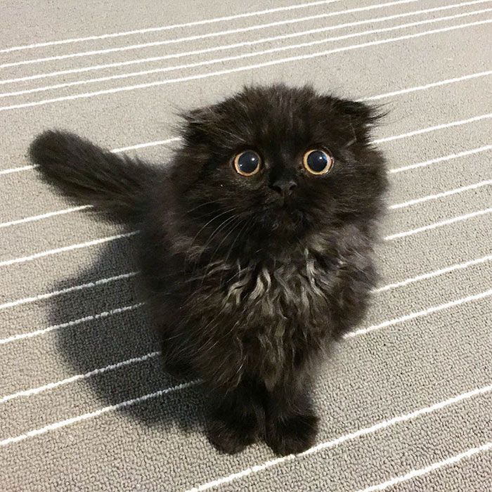 Impossible de ne pas craquer pour Gimo, le chat aux yeux immenses et trop mignons | So Busy Girls
