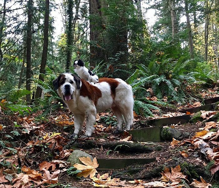 Ce petit chien se fait transporter partout sur le dos ce grand Saint Bernard | So Busy Girls