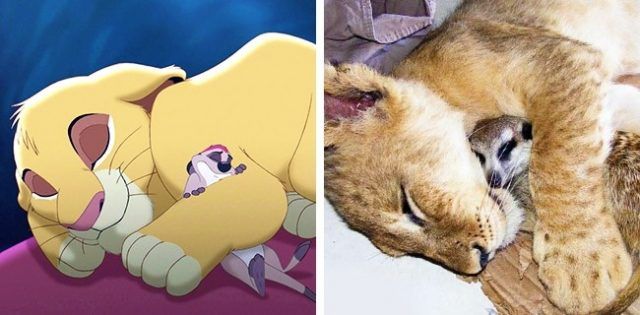 Timon et Simba (Le Roi lion) | So Busy Girls