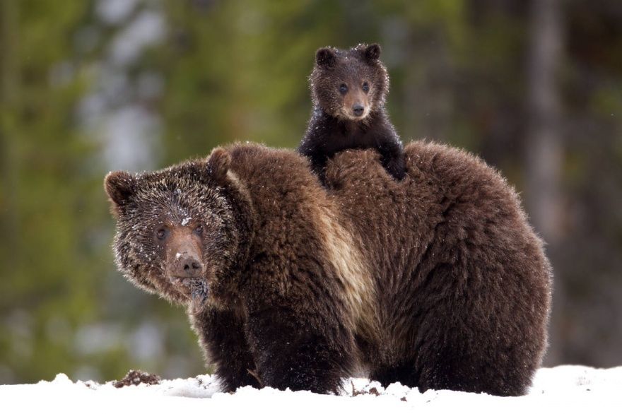 17 animaux adorables qui pourront toujours compter sur l'amour de leur mère | So Busy Girls