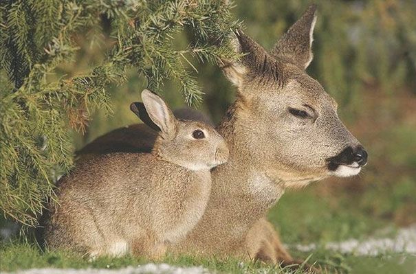 18 animaux qui se ressemblent comme 2 gouttes d'eau ! | So Busy Girls