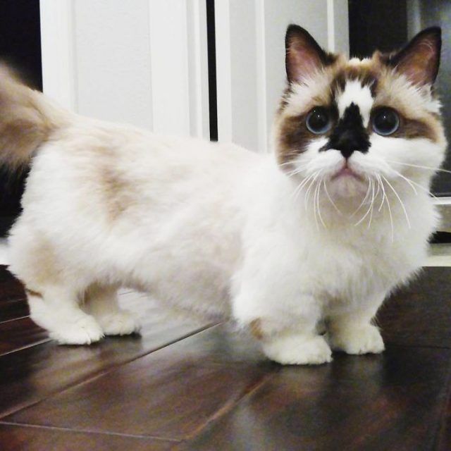 Découvrez Albert, le chat munchkin le plus mignon | So Busy Girls