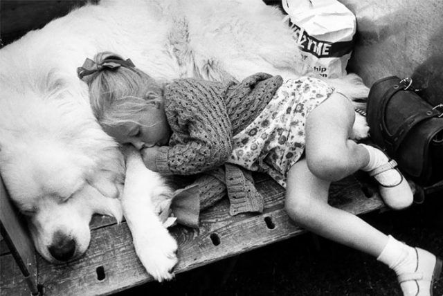 14 photos craquantes qui montrent que les chiens sont plus confortables que des oreillers | So Busy Girls