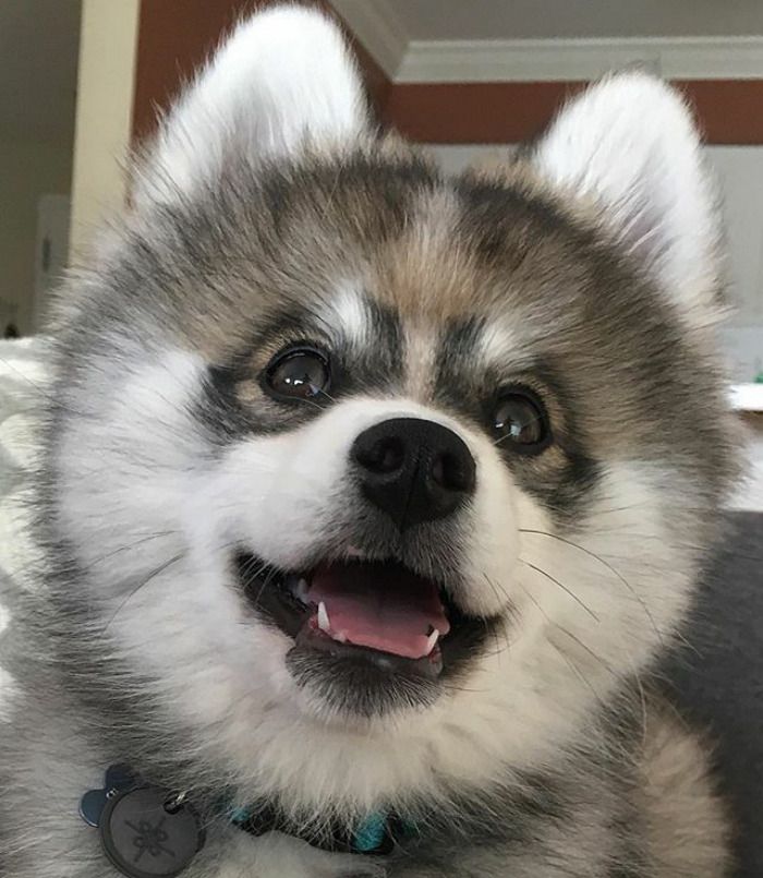 Découvrez Norman, le bébé husky tellement mignon qu'il va vous faire craquer ! | So Busy Girls