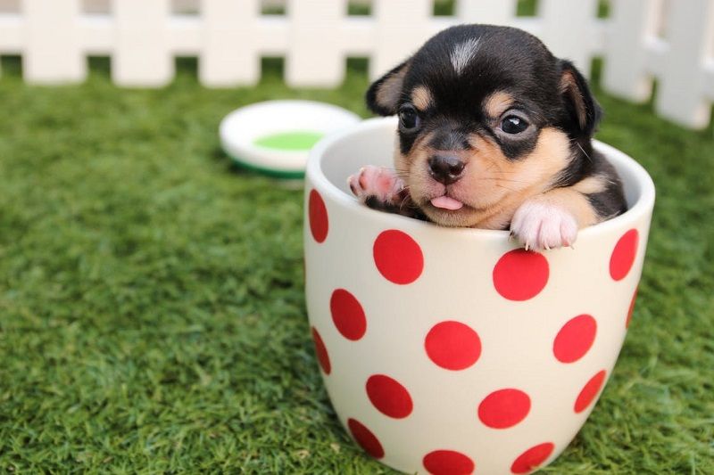 D'après cette étude, être gaga de son chien et lui parler en babillant le rend plus obéissant ! | So Busy Girls