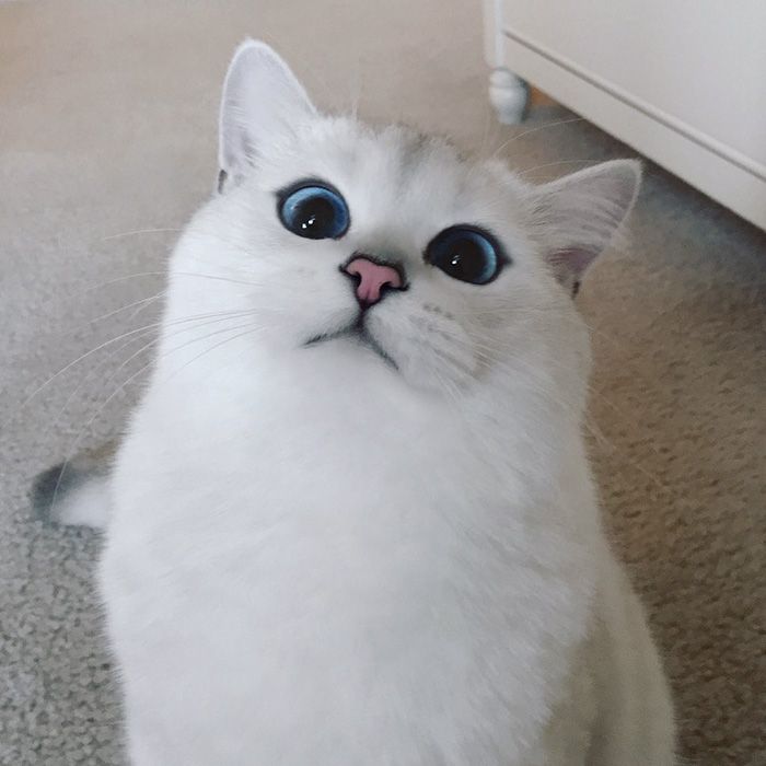 Ce chat a vraiment des yeux sublimes | So Busy Girls