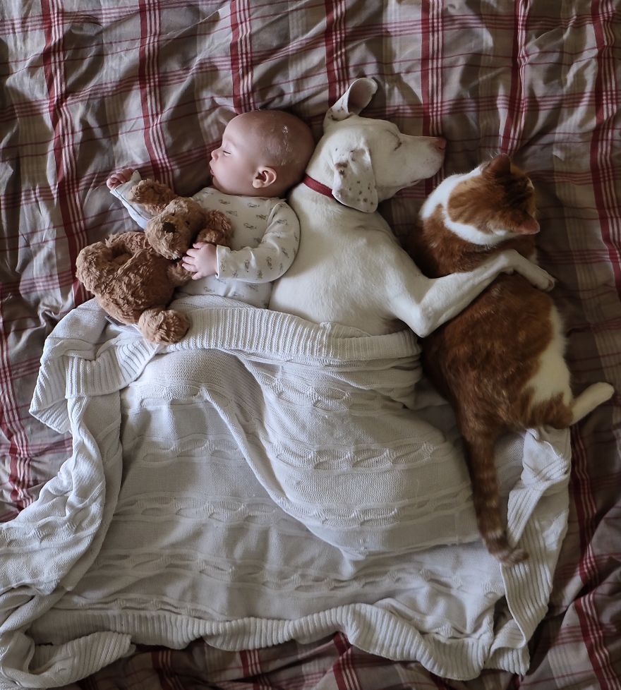 Ce bébé de 8 mois et cette chienne adorent faire la sieste ensemble... et ils sont trop mignons ! | So Busy Girls