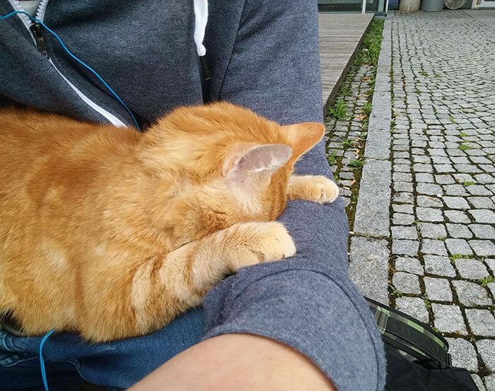 Ce chat vient tous les jours à l'Université pour encourager les étudiants en leur faisant des câlins | So Busy Girls