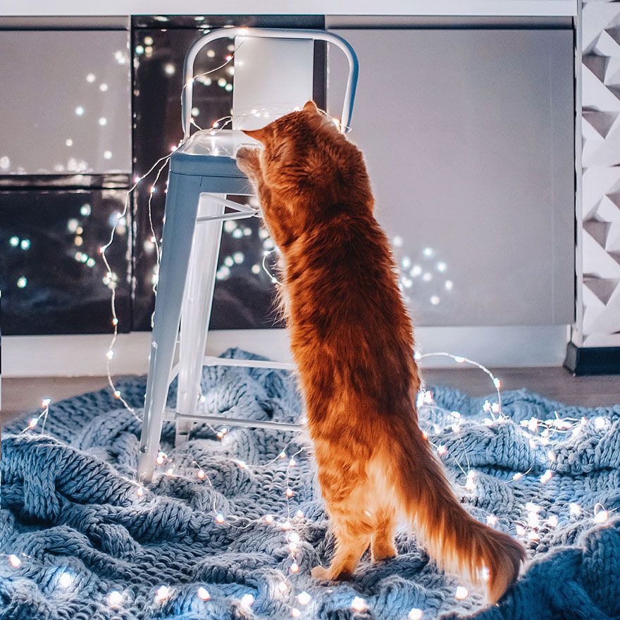 Découvrez Ginger, le chat roux tellement magnifique qu'il a son photographe personnel | So Busy Girls